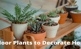 Types of Indoor plants to decorate your home
