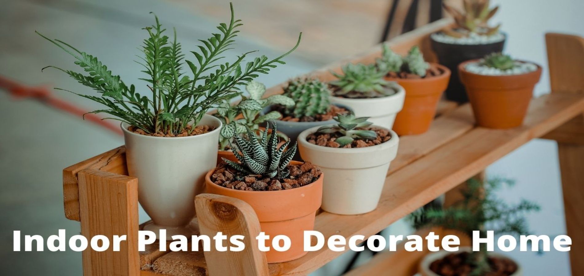 You are currently viewing Types of Indoor plants to decorate your home