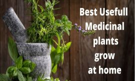 Best Medicinal Plants for Home