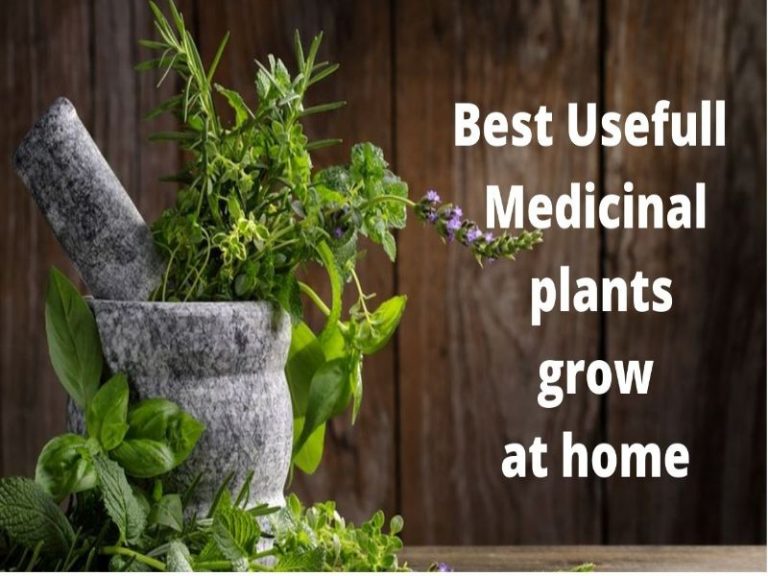 Read more about the article Best Medicinal Plants for Home
