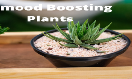 Top 7 Mood-Boosting Plants
