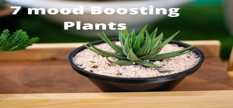 Read more about the article Top 7 Mood-Boosting Plants