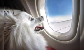 “Guide to Traveling with Pets on Airplanes in India: Your Furry Friend’s Ticket to Adventure”